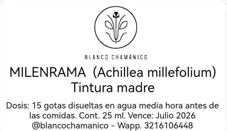 MILENRAMA (Achillea millefolium)